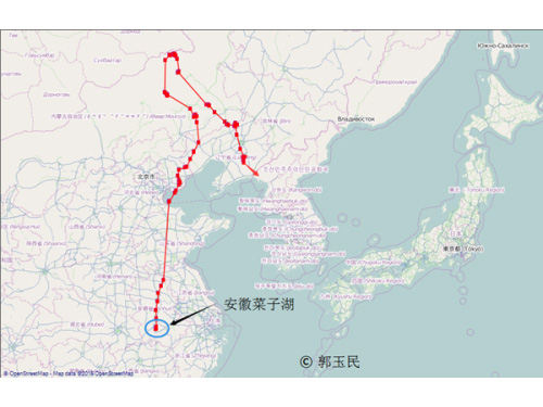 2015年12月揭示鸿雁迁徙新路径