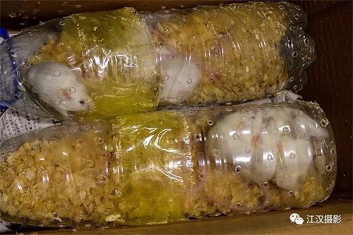 湖南环球信士科技有限公司,湖南野生动物追踪,湖南卫星追踪器,湖南追踪器