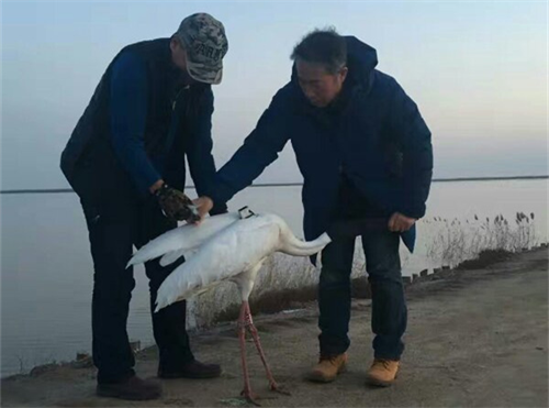 湖南环球信士科技有限公司,湖南野生动物追踪,湖南卫星追踪器,湖南追踪器