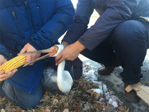 湖南环球信士科技有限公司,湖南野生动物追踪,湖南卫星追踪器,湖南追踪器