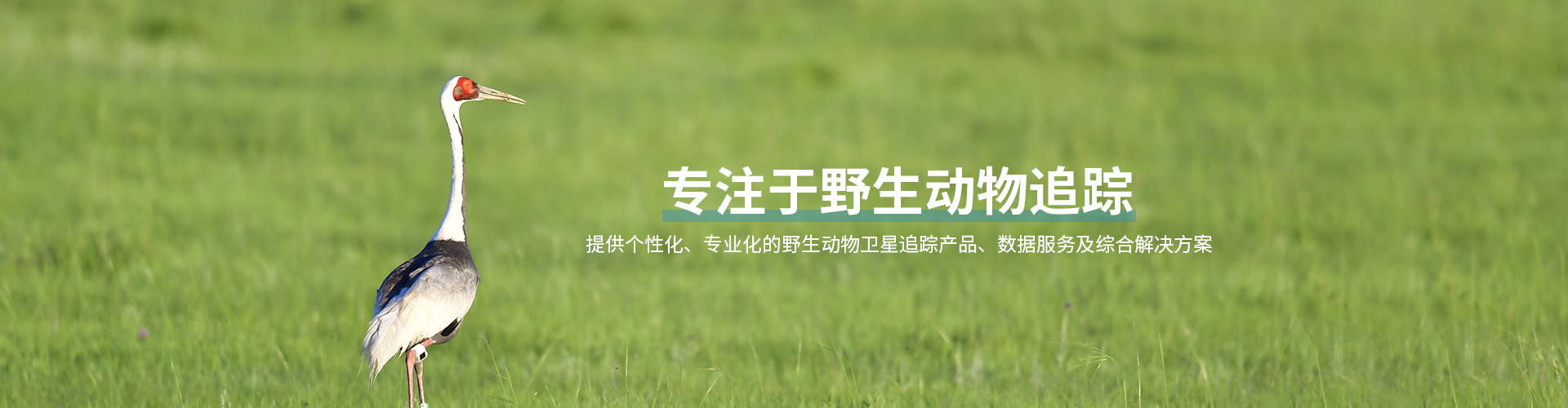 湖南环球信士科技有限公司_湖南野生动物追踪|湖南卫星追踪器