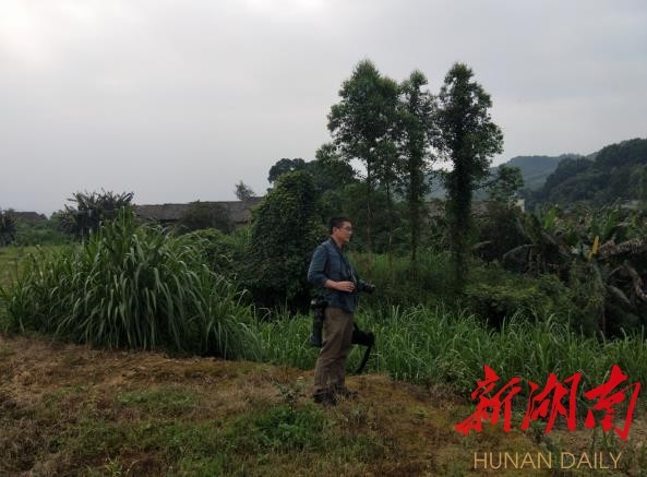 攸县兴林油茶,油茶苗,油茶果,轻基质杯苗,裸根苗,油茶苗价格,油茶苗批发,油茶苗基地