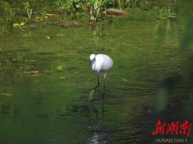 攸县兴林油茶,油茶苗,油茶果,轻基质杯苗,裸根苗,油茶苗价格,油茶苗批发,油茶苗基地