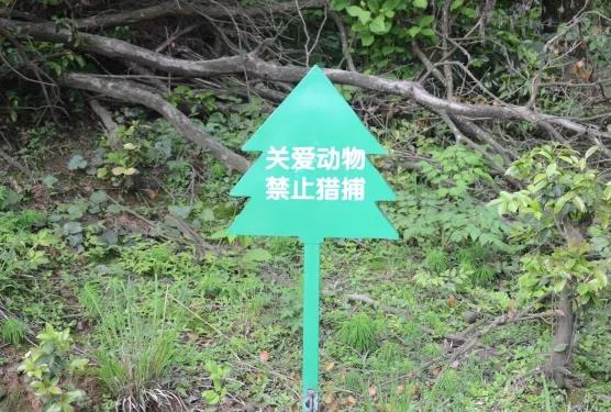 攸县兴林油茶,油茶苗,油茶果,轻基质杯苗,裸根苗,油茶苗价格,油茶苗批发,油茶苗基地