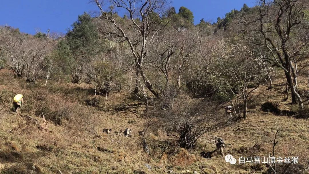 攸县兴林油茶,油茶苗,油茶果,轻基质杯苗,裸根苗,油茶苗价格,油茶苗批发,油茶苗基地