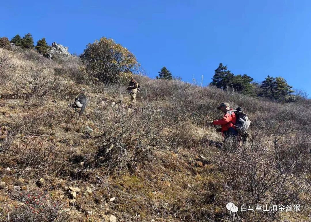 攸县兴林油茶,油茶苗,油茶果,轻基质杯苗,裸根苗,油茶苗价格,油茶苗批发,油茶苗基地