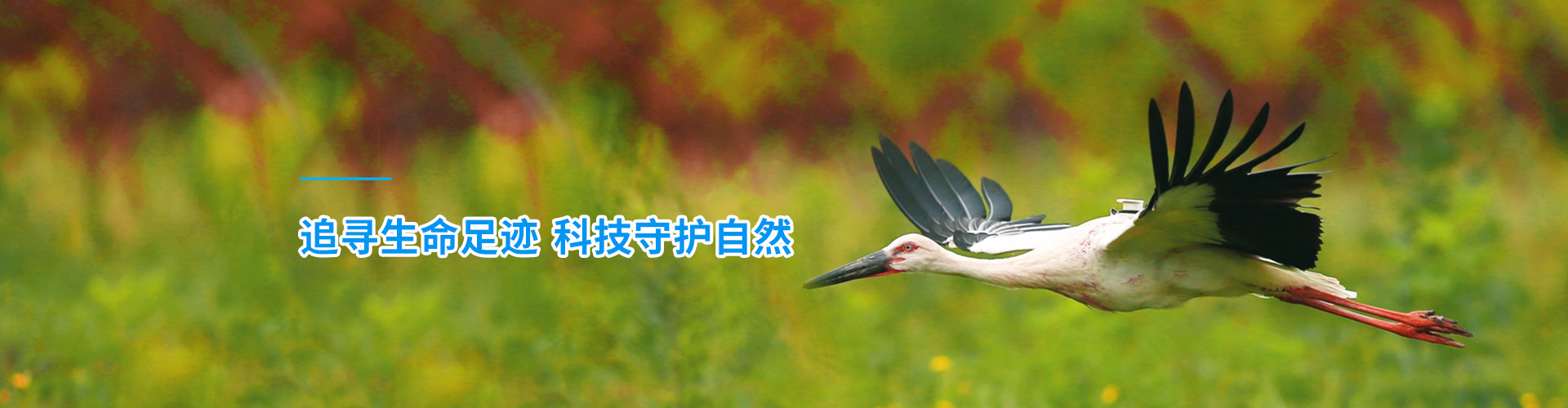 湖南环球信士科技有限公司_湖南野生动物追踪|湖南卫星追踪器